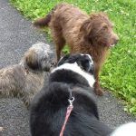 Collies say "Hi!"