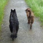 Ruby walks with Skye
