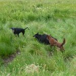 Dogs running through grass