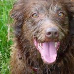Wet dog Ruby!