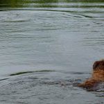 Dogs swimming in lake!