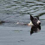 Wilfred is happiest when swimming!
