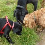 The dogs sniffing long grass
