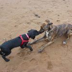 Beau greets Ronnie!