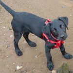 Beau on the sand!