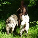 Best buddies Ruffles and Mack go after Ruby!