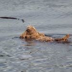 Jay swimming for a stick!