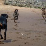 Rory tries to keep up!