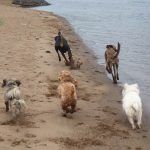 Dogs running on the beach!