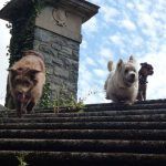Dogs at the top of stairs