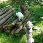 Dogs at a log pile!