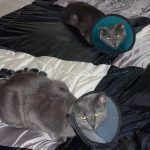 Russian blue cats with lampshades