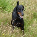 Doberman Rory