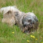 Lhasa apso Ruffles with stick