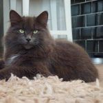 Russian blue lying on rug!