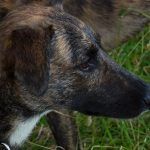 Close up of Ronnie the lurcher!