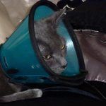 Mother Russian blue