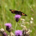 Peacock butterfly we saw at Erskine beach!