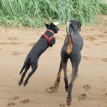 Beau jumping up to Rory!