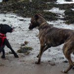 Puppy Beau playing with Ronnie!