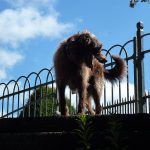 Ruby on top of the stairs!