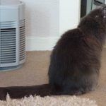 Pregnant Russian blue..Blue!