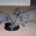 Russian blue kittens eating!