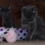 12 week old kittens