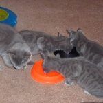 Kittens eating!