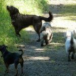The pack on the Port Glasgow trail!