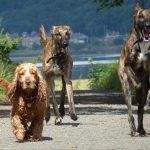 Dog walking Renfrew dog Jay