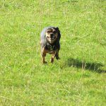 Chilli darting about!