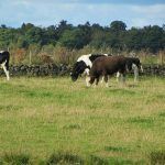 The cows we were sharing the Knapps with!