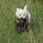 Very dirty west highland terrier!