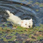 Mack having a wee paddle!