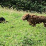 Ruby chases Chilli!