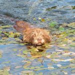 Ruby swimming!