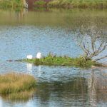 A pair of nesting swans!