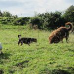 Mack, Chilli and Ruby!