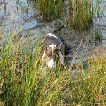 Wilfed comes out of the water!