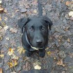 Black labrador puppy, Ben!