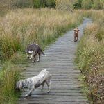 Mugdock moors!