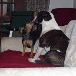 Chilli cleans Wilfred after his dinner!