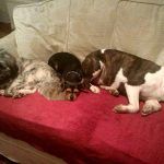 Pet sitting in Langbank