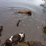 the dogs at Mugdoch locj