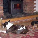 Wilf and Chilli enjoying the woodburning stove!