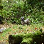 Ruffles enjoying his walk!