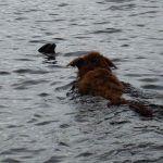 Ruby swimming in Mugdoch Loch