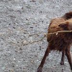 Ruby playing with a stick!
