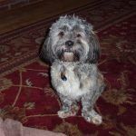 Pet sitting Erskine dog Ruffles!